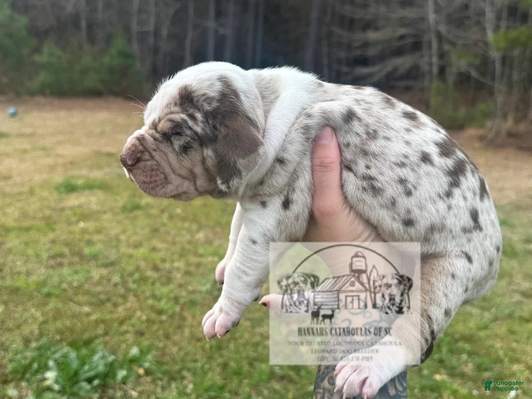 Catahoula Leopard Dog dogs for sale: Catahoula Leopard Dog Puppy 4 - Ad 7