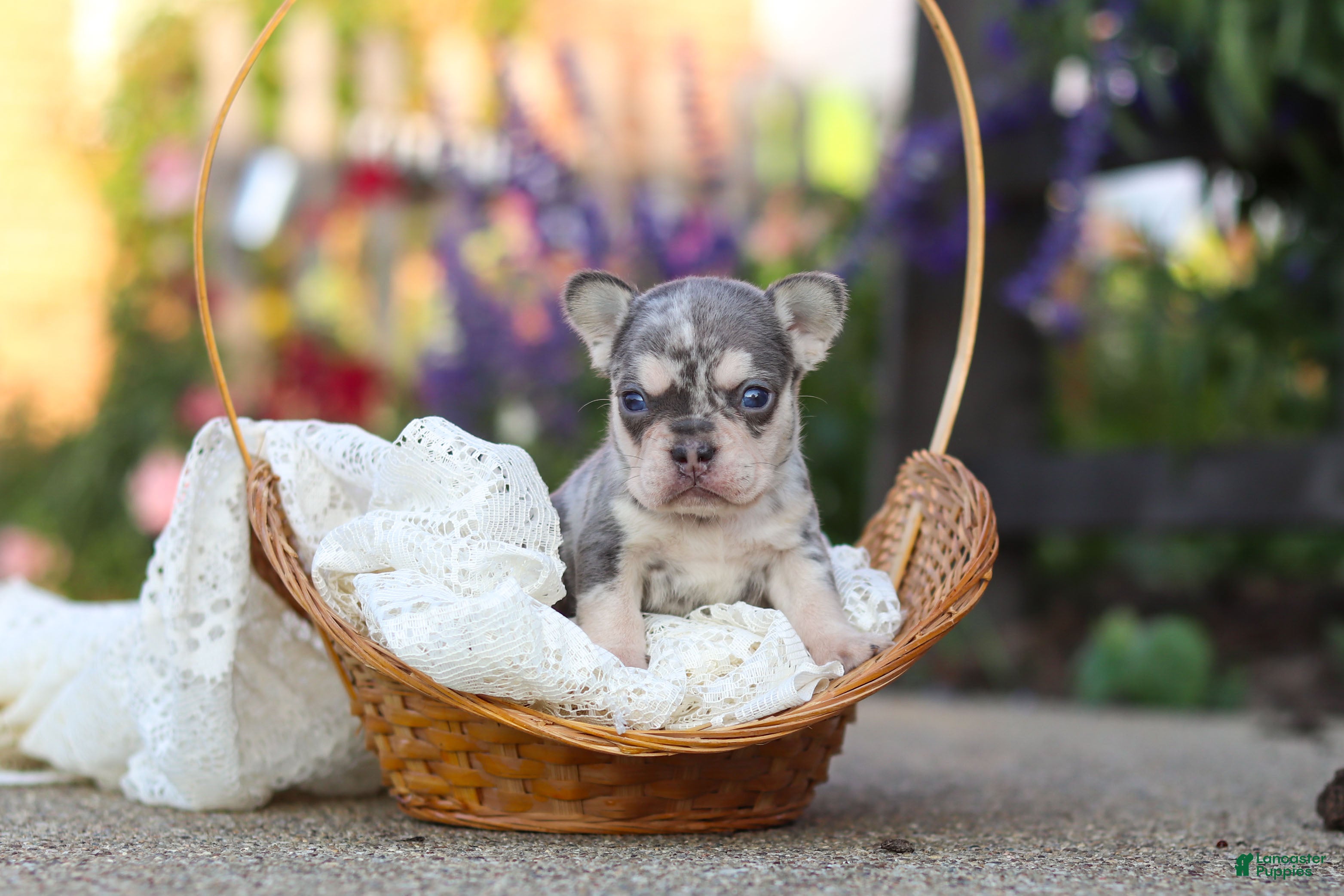 French Bulldog dogs for sale: Sienna - Ad 2