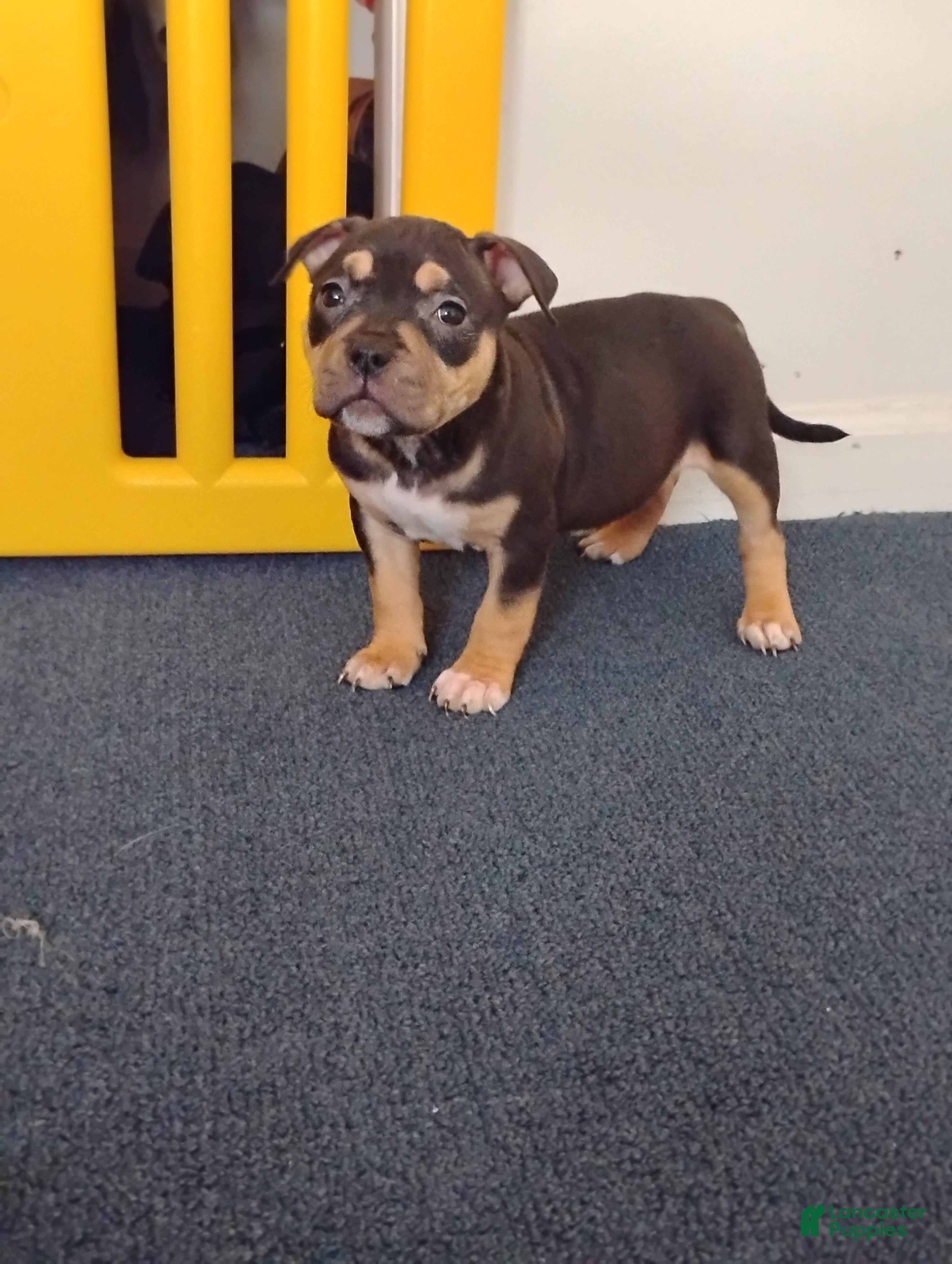 American Bully dogs Dutches - Ad 5