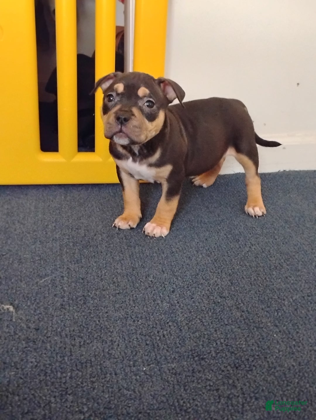 American Bully dogs for sale: Dutches - Ad 1