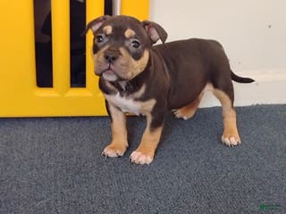 American Bully dogs Dutches - Ad 20