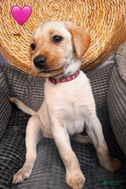 Labrador Retriever dogs Pink Collar Female - Ad 1