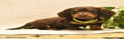 Miniature Dachshund dogs for sale: Waylan - Ad 3