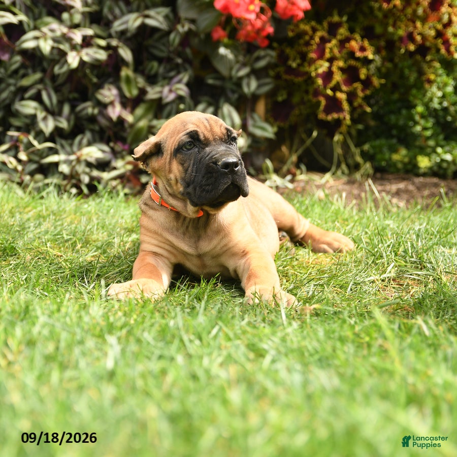 Cane Corso dogs Quigley - Ad 2