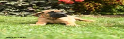 Cane Corso dogs for sale: Quigley - Ad 2