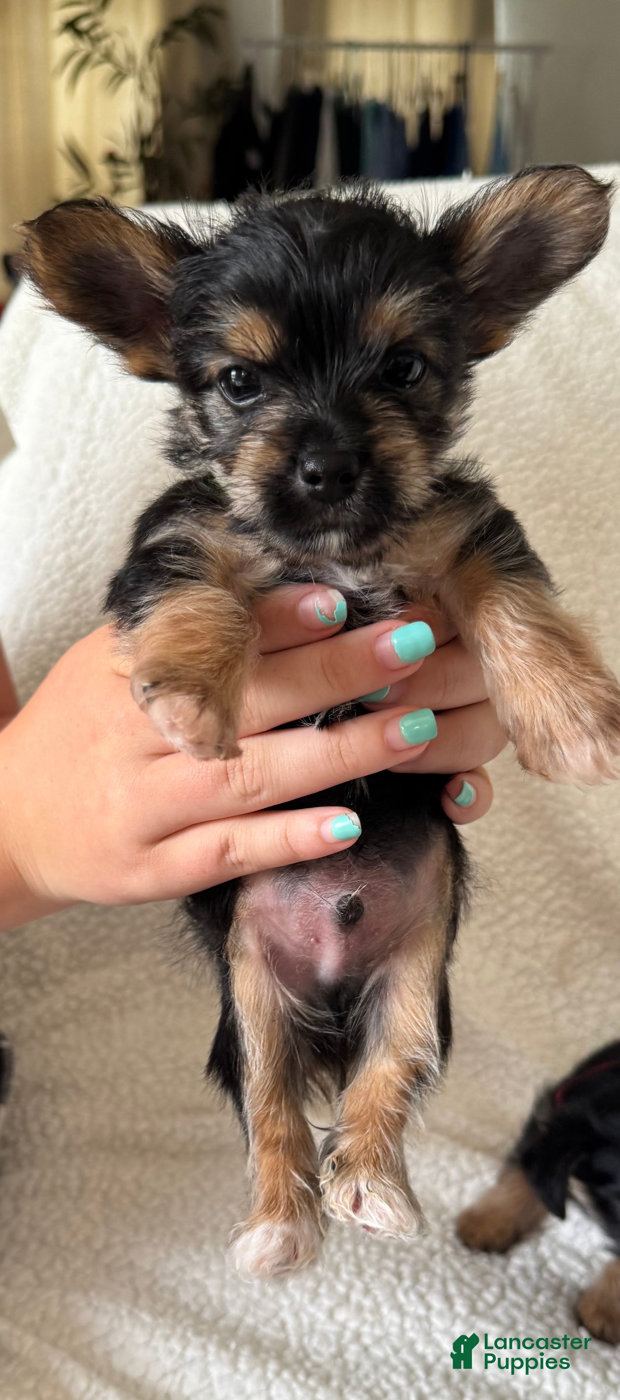 Puppy 4