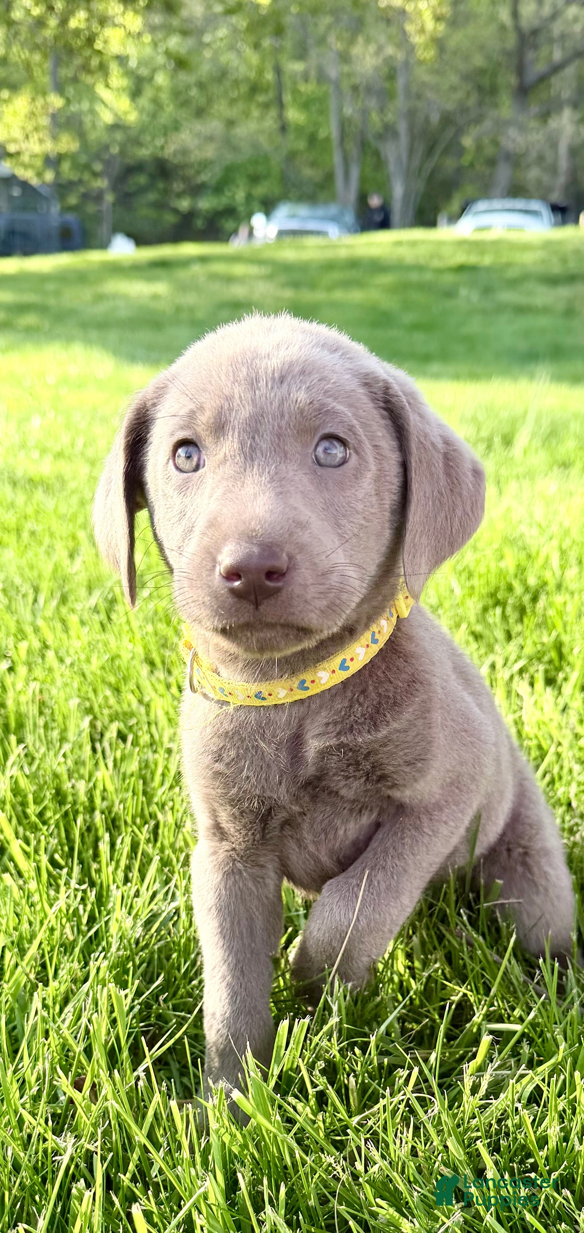 Labrador Retriever dogs for sale: Summer  - Ad 1