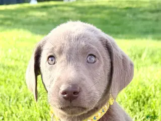 Labrador Retriever dogs for sale: Summer - Ad 1
