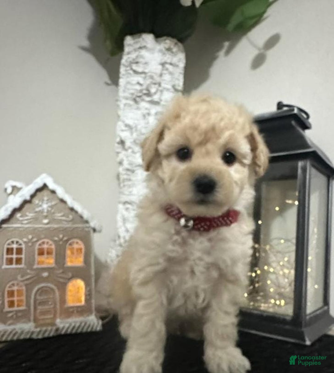 Maltipoo dogs for sale: Sam - Ad 1