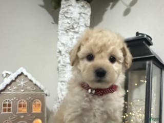 Maltipoo dogs Sam - Ad 21