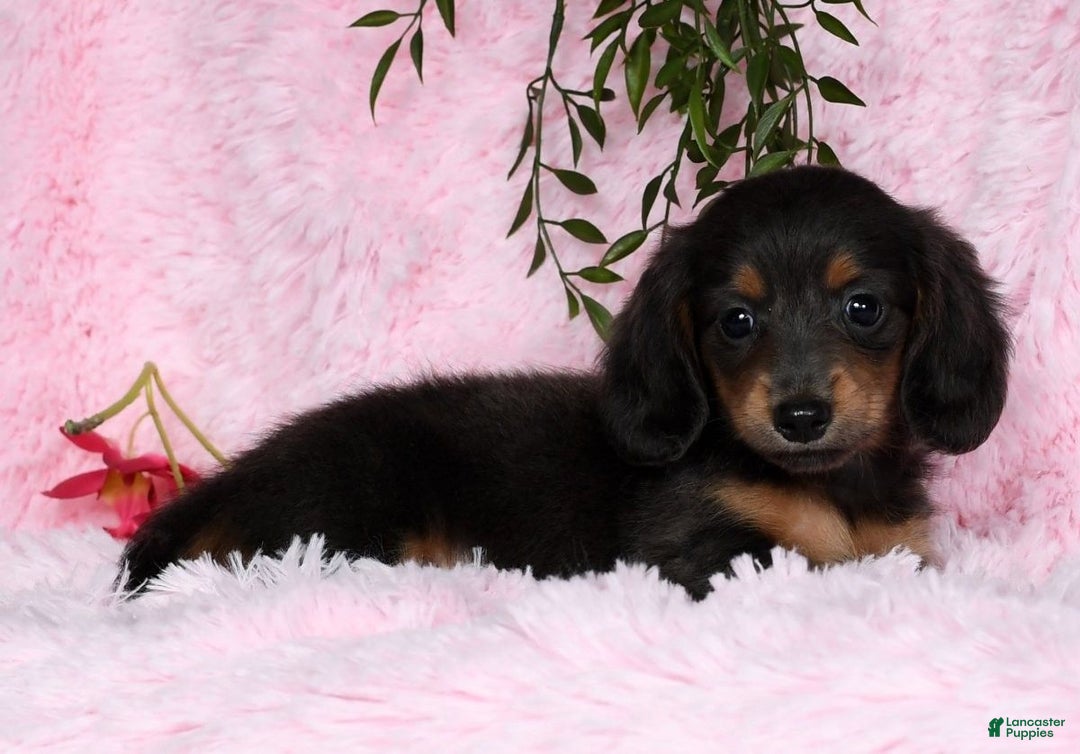 Miniature Dachshund dogs for sale: Trixy Blue/Tan Long Hair - Ad 9