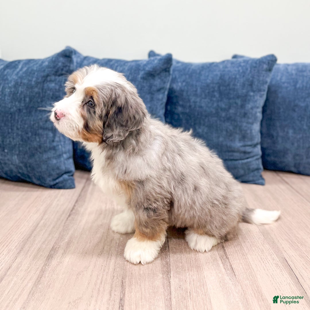 Mini Bernedoodle dogs for sale: Izzy - Ad 3