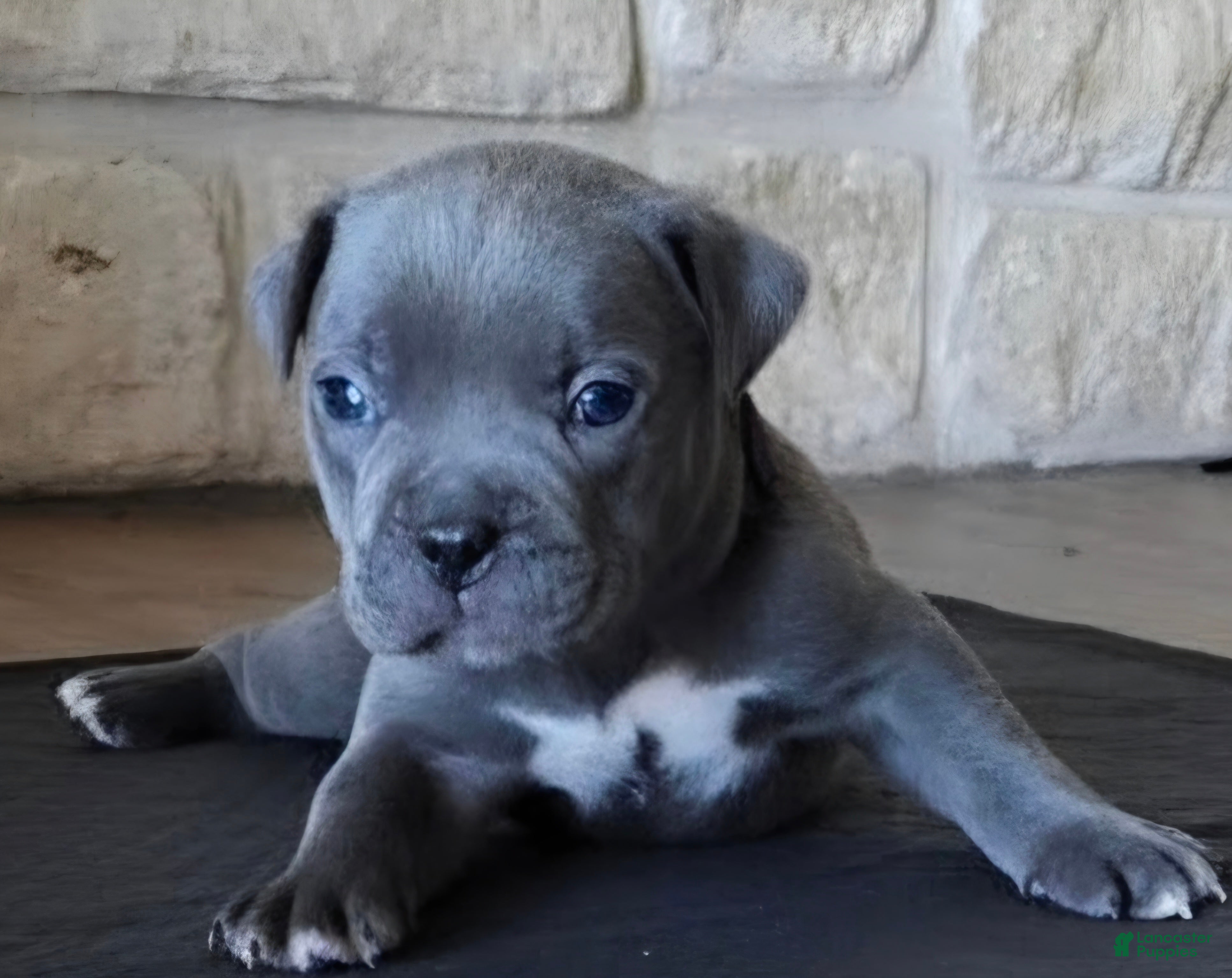 American Bully dogs Thornton "Thor" - Ad 2