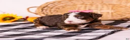Bernedoodle dogs for sale: Happy - Ad 4