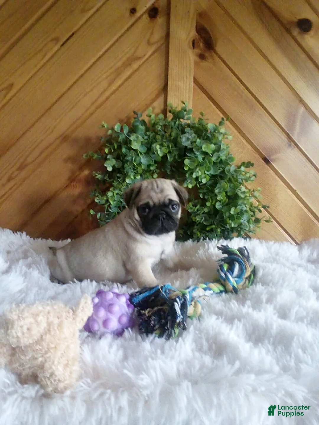 Pug dogs for sale: Bean - Ad 1