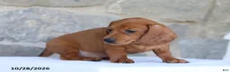Dachshund dogs for sale: Tonya - Ad 4