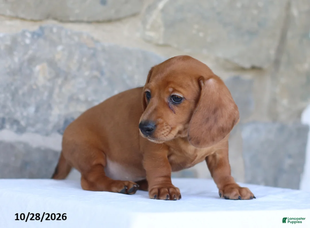 Dachshund dogs for sale: Tonya - Ad 4