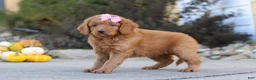 Mini Goldendoodle dogs for sale: Ivy - Ad 3