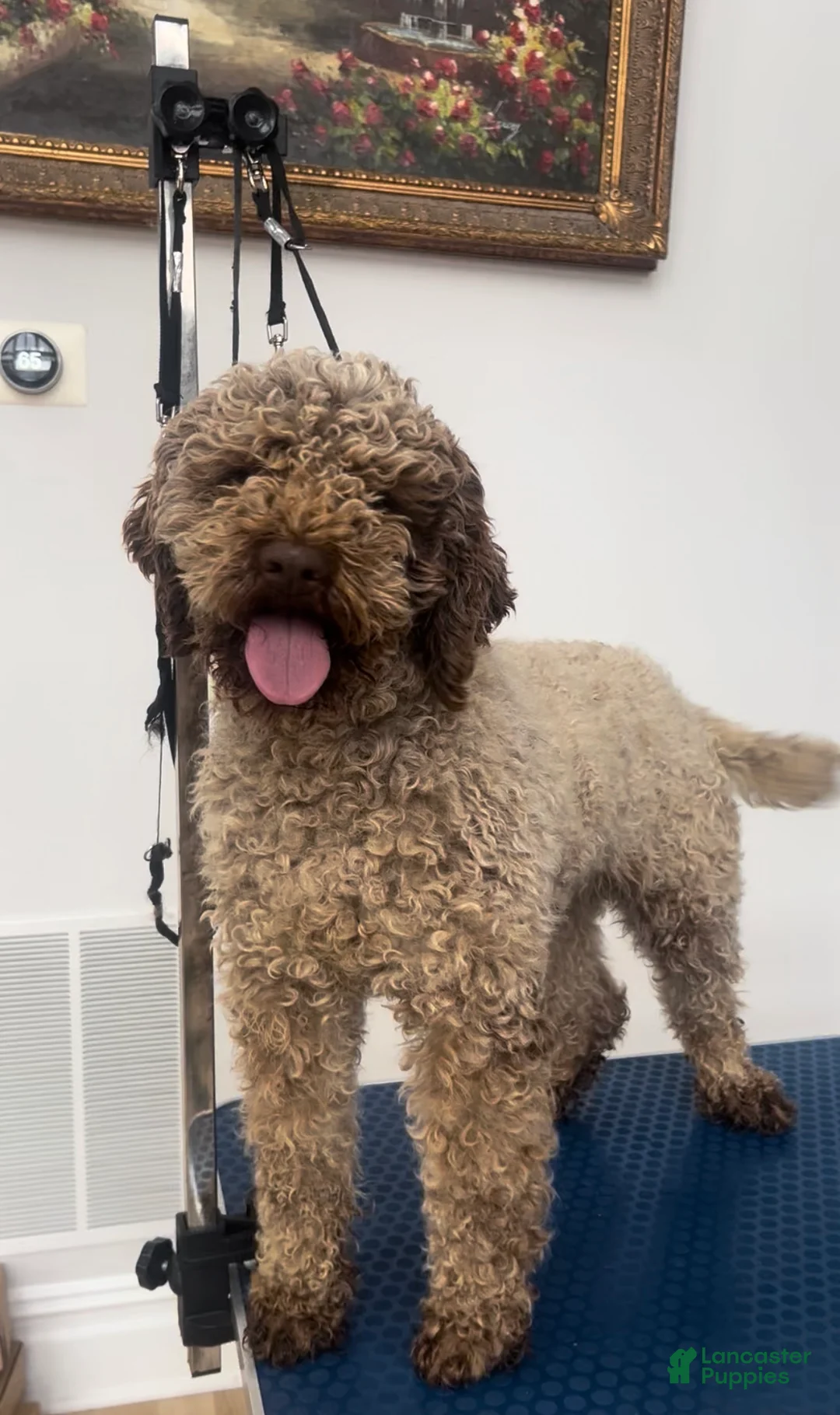 Lagotto Romagnolo dogs for sale: male 2 - Ad 5