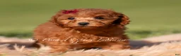 Toy Poodle dogs for sale: Phoenix - Ad 2