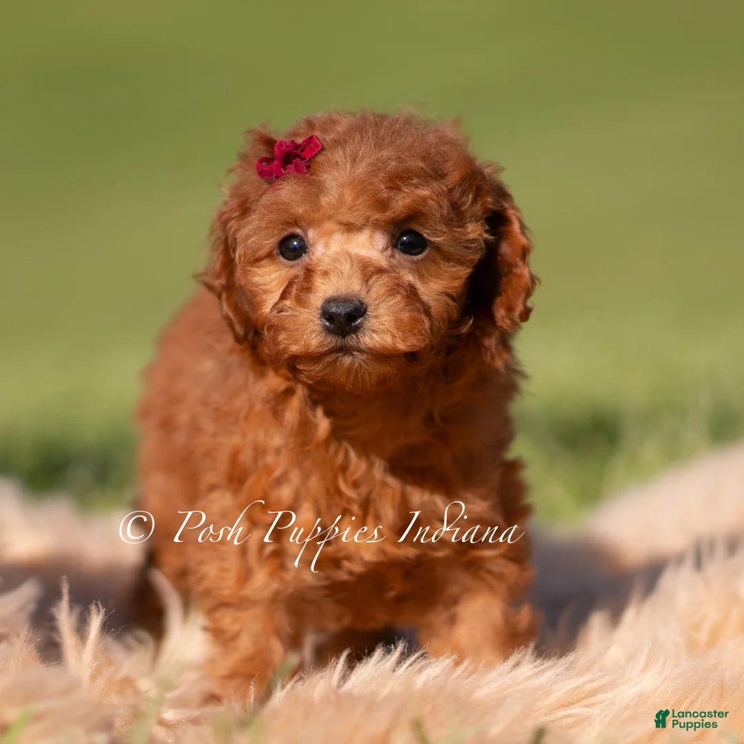 Toy Poodle dogs for sale: Phoenix - Ad 2