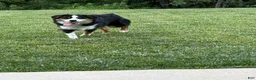 Miniature Australian Shepherd dogs for sale: Milo - Ad 5