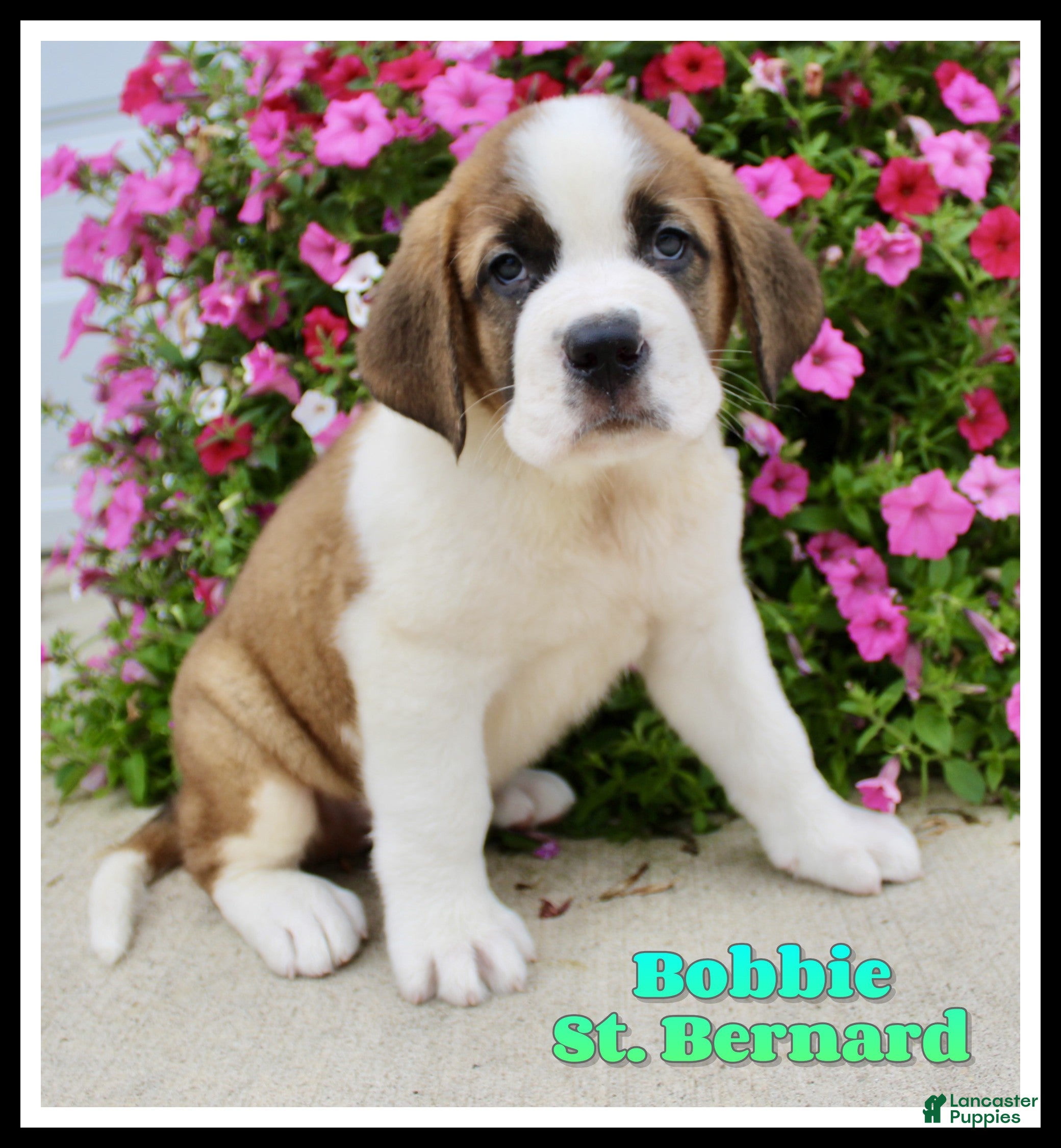 Saint Bernard dogs Bobbie - Ad 1