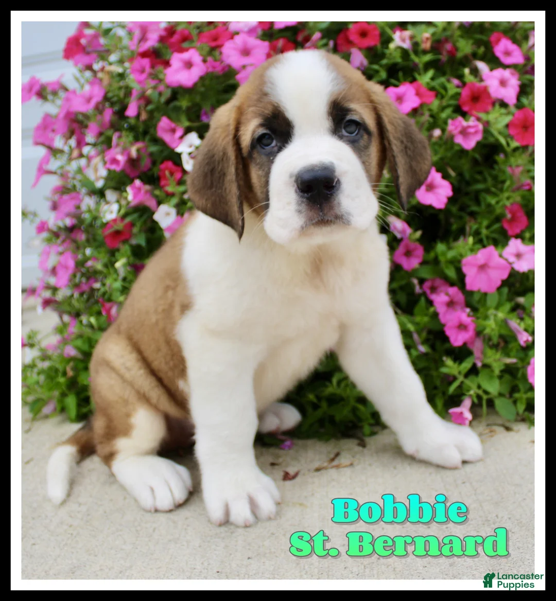 Saint Bernard dogs for sale: Bobbie - Ad 1