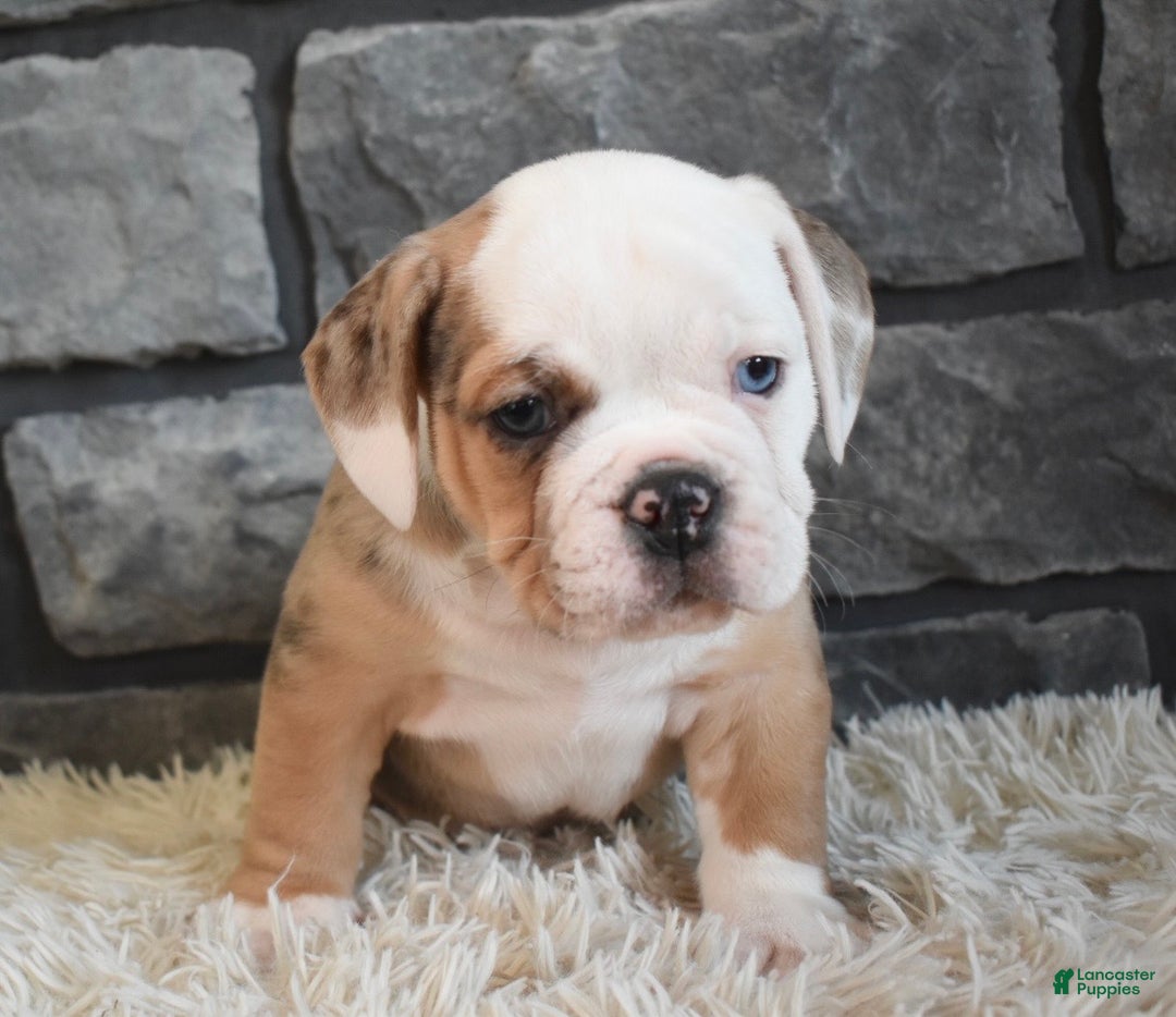 Mixed Breed dogs for sale: Bubba  - Ad 3