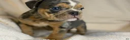 English Bulldog dogs for sale: Versace - Ad 83