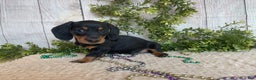 Miniature Dachshund dogs for sale: Fritz - Ad 20