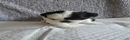 Shih Tzu dogs for sale: Peppa - Ad 2