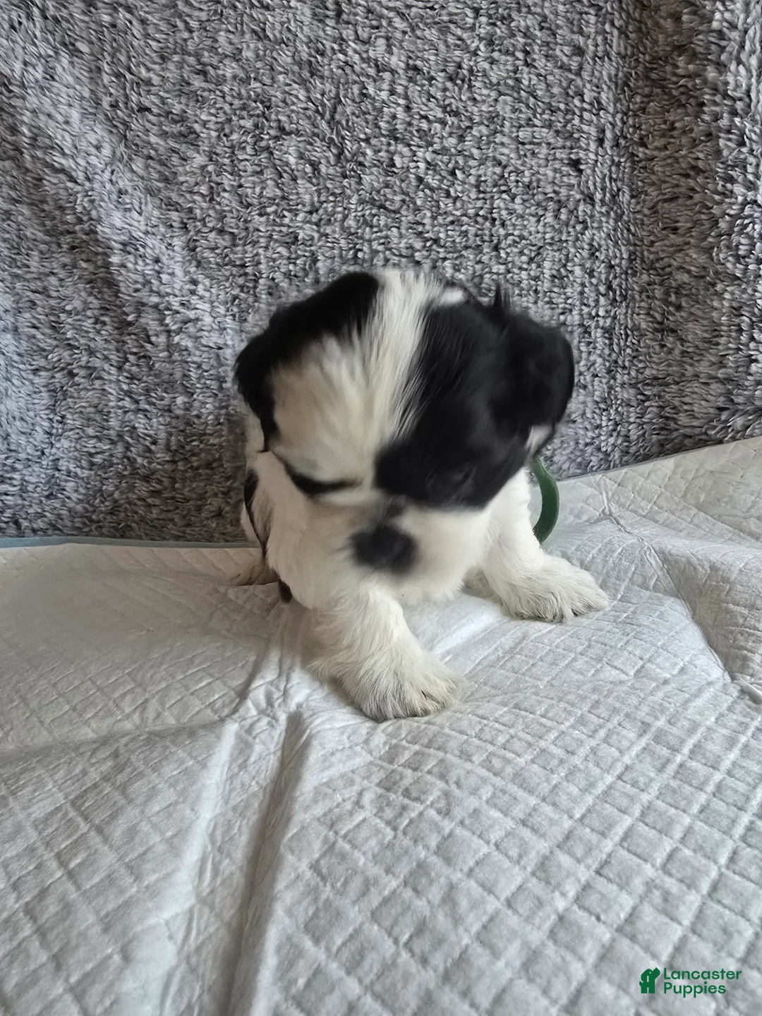 Shih Tzu dogs for sale: Peppa - Ad 2