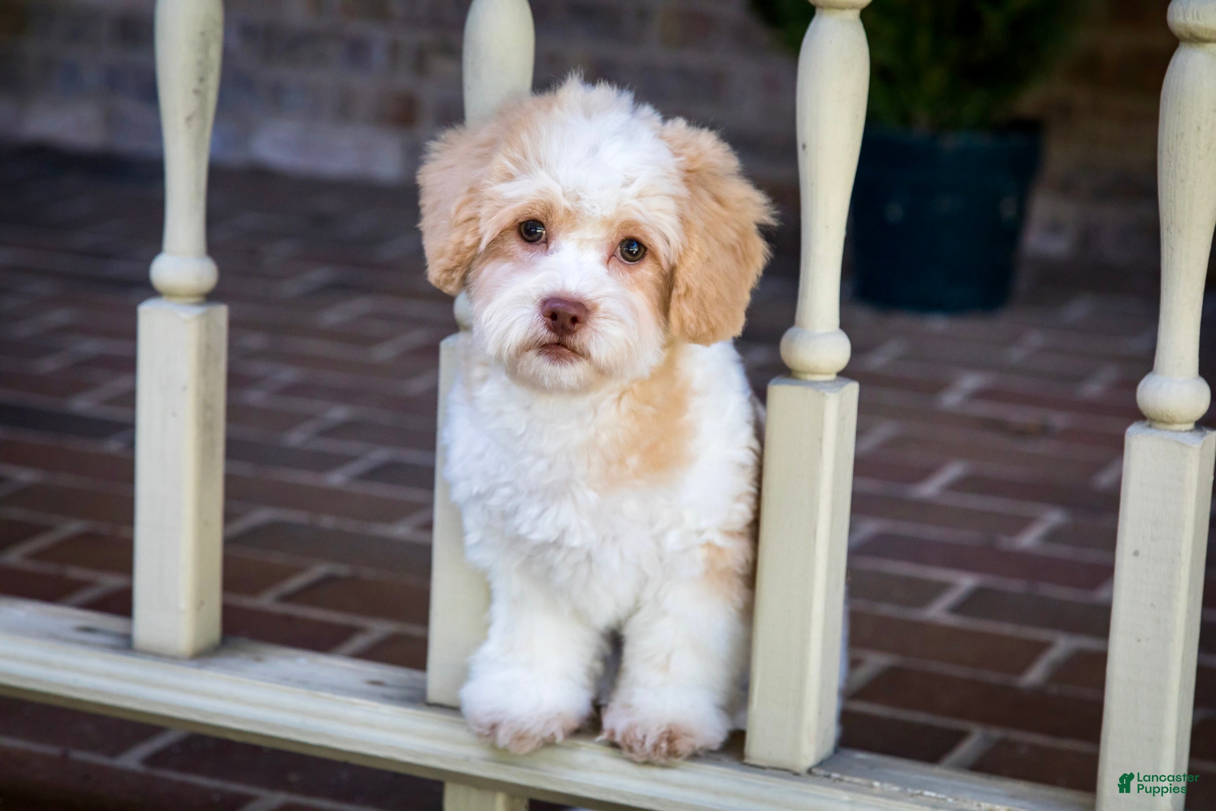 Shihpoo dogs Sullivan - Ad 2
