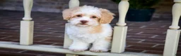 Shihpoo dogs for sale: Sullivan - Ad 2