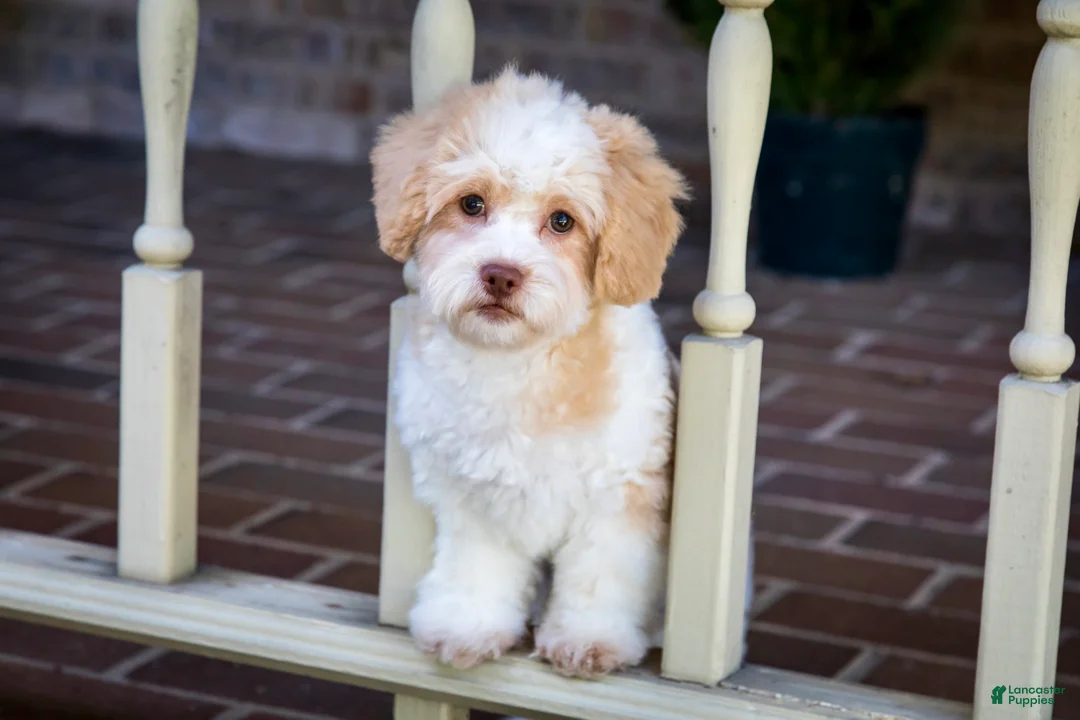 Shihpoo dogs for sale: Sullivan - Ad 2