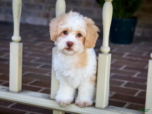 Shihpoo dogs for sale: Sullivan - Ad 2