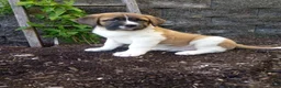 Saint Bernard dogs for sale: Bella  - Ad 3