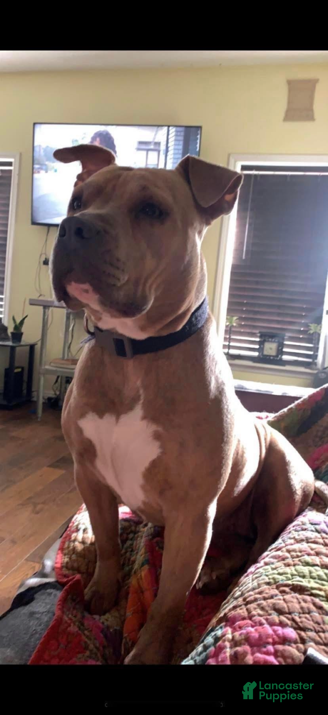 American Pit Bull Terrier dogs for sale: American Pit Bull Terrier Puppy 1 - Ad 4