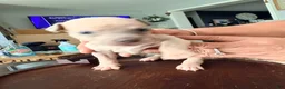 Mixed Breed dogs for sale: Mini - Ad 5