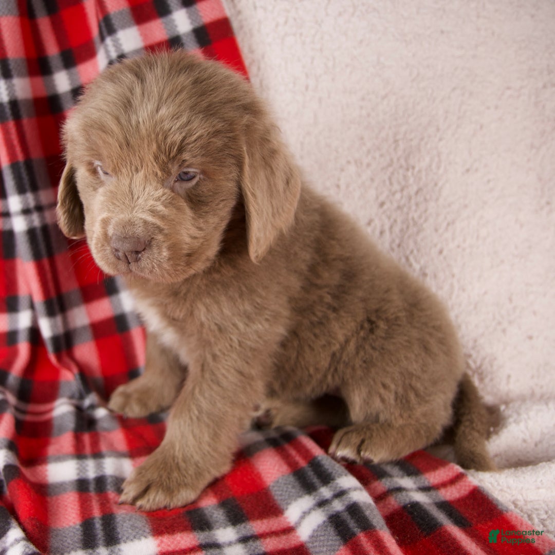 Newfoundland dogs for sale: Fletcher - Ad 7