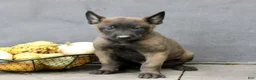 Belgian Malinois dogs for sale: Rascal  - Ad 3