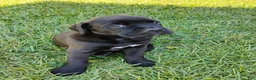 Mixed Breed dogs for sale: Lewis - Ad 5