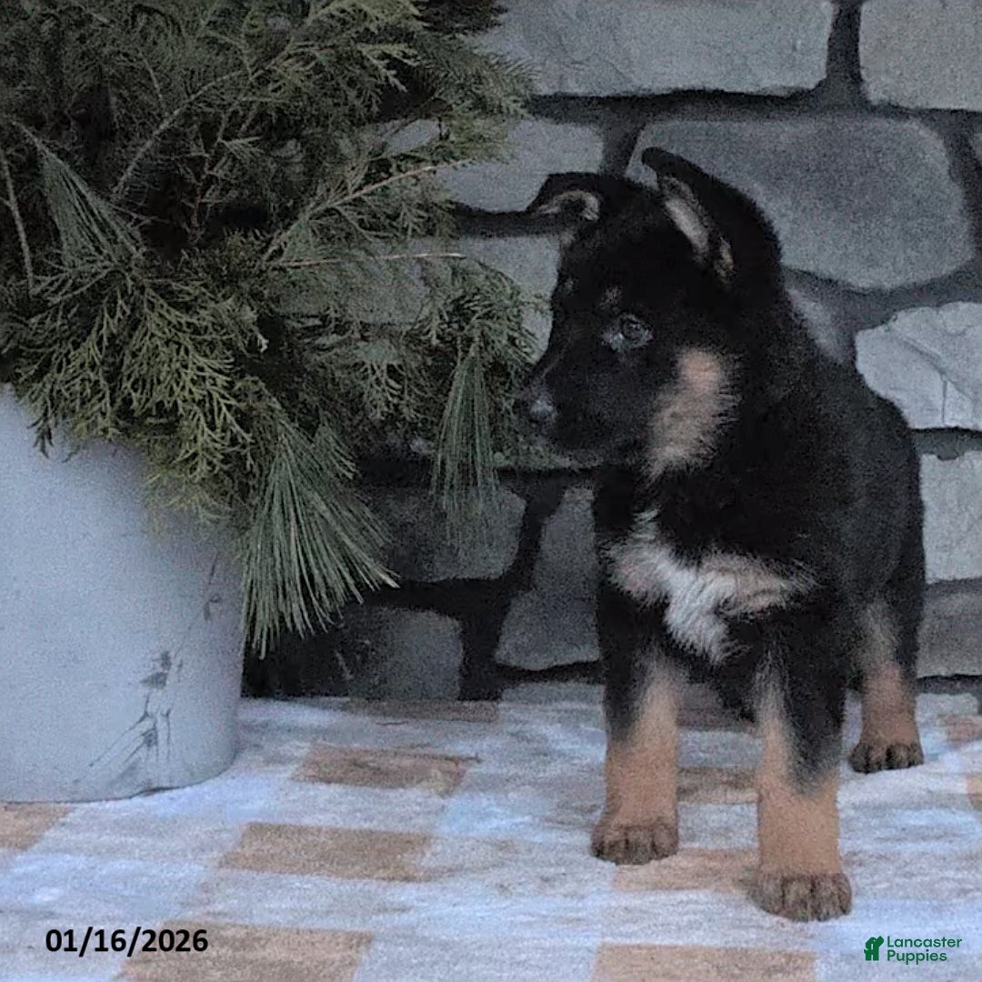 German Shepherd dogs for sale: Bea  - Ad 2