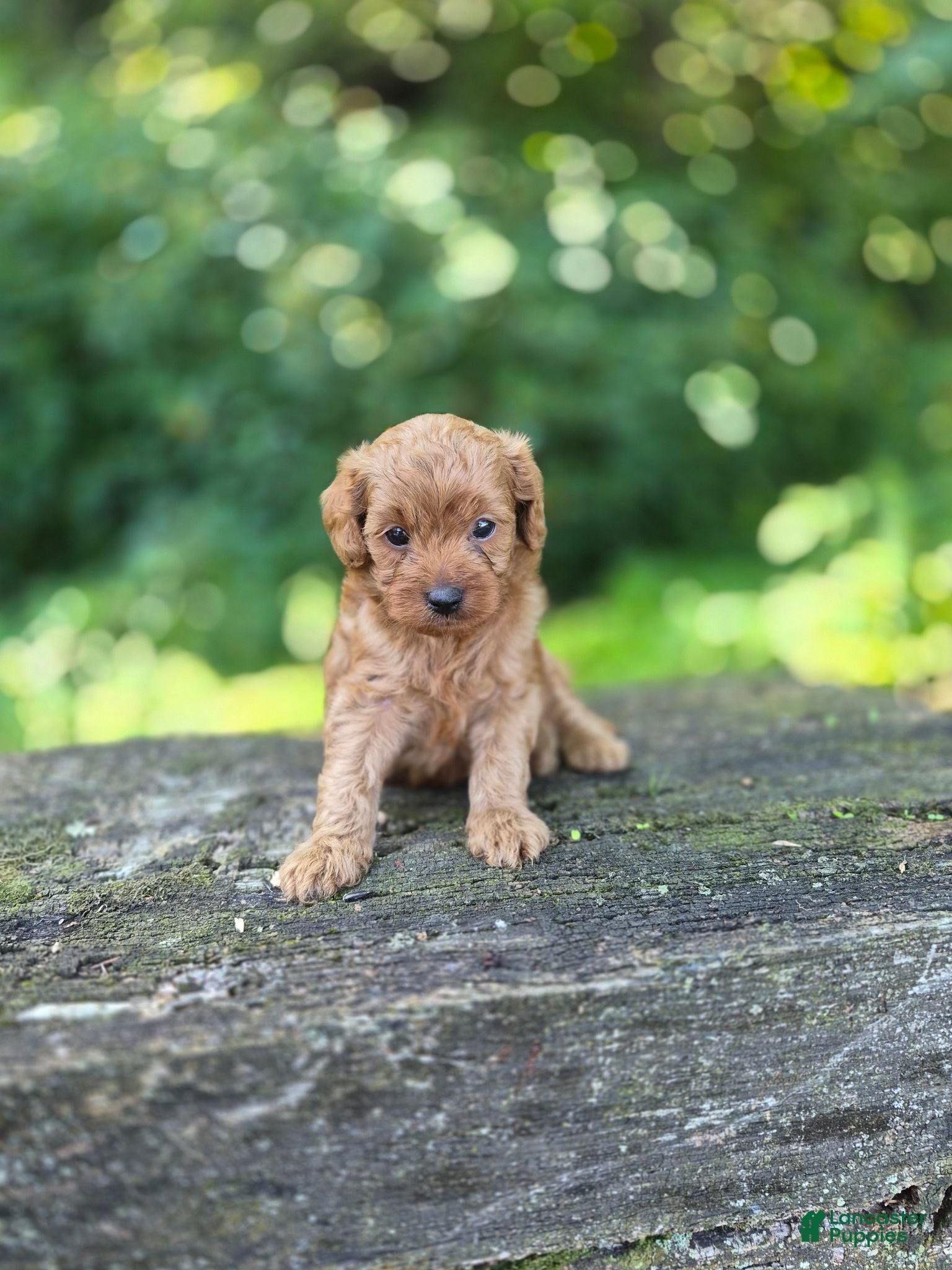 Cavapoo dogs Chase  - Ad 1