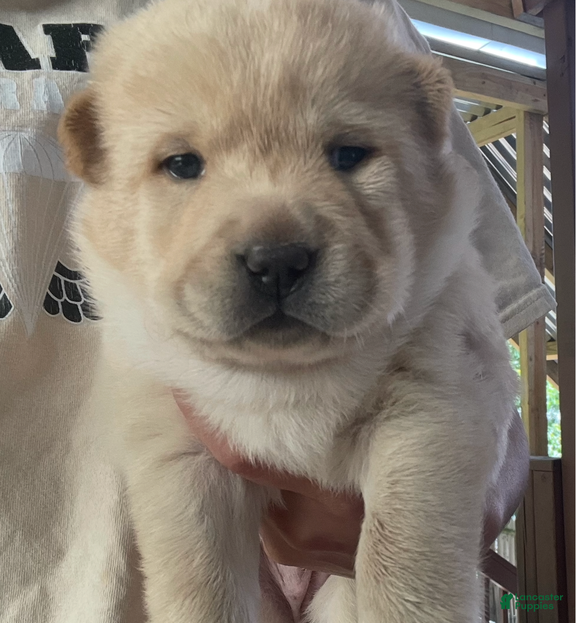 Mixed Breed dogs Chowski girl 1 - Ad 2