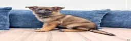 German Shepherd dogs for sale: Max - Ad 3