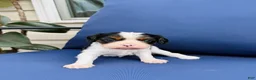 Cavalier King Charles Spaniel dogs for sale: Lucas - Ad 1