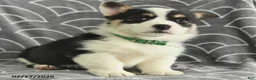 Welsh Corgi Pembroke dogs for sale: Klondike - Ad 3