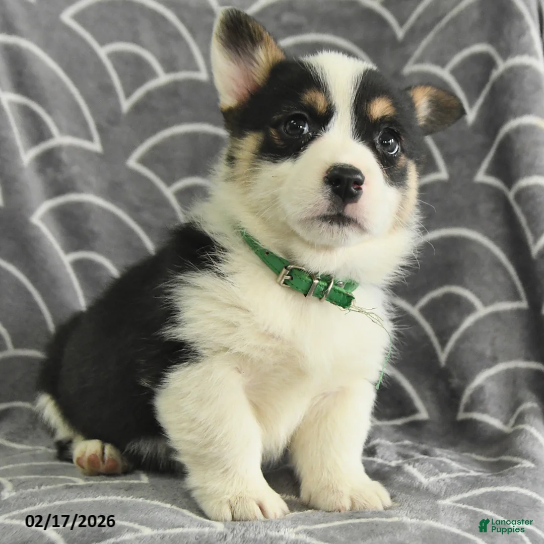 Welsh Corgi Pembroke dogs for sale: Klondike - Ad 3